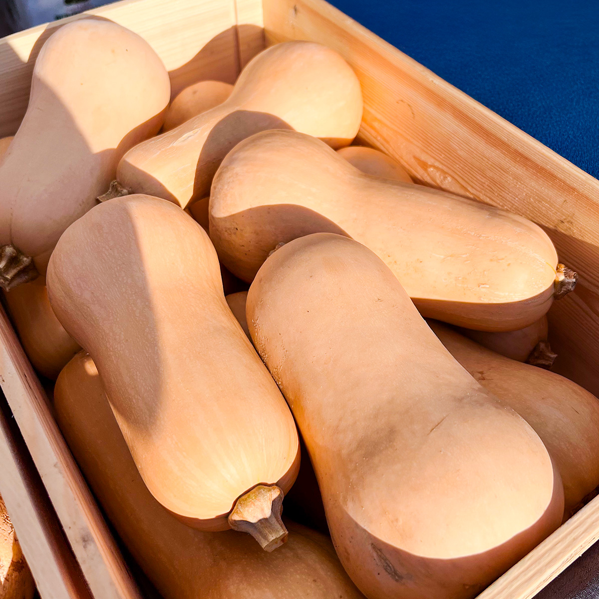 brew-butternut