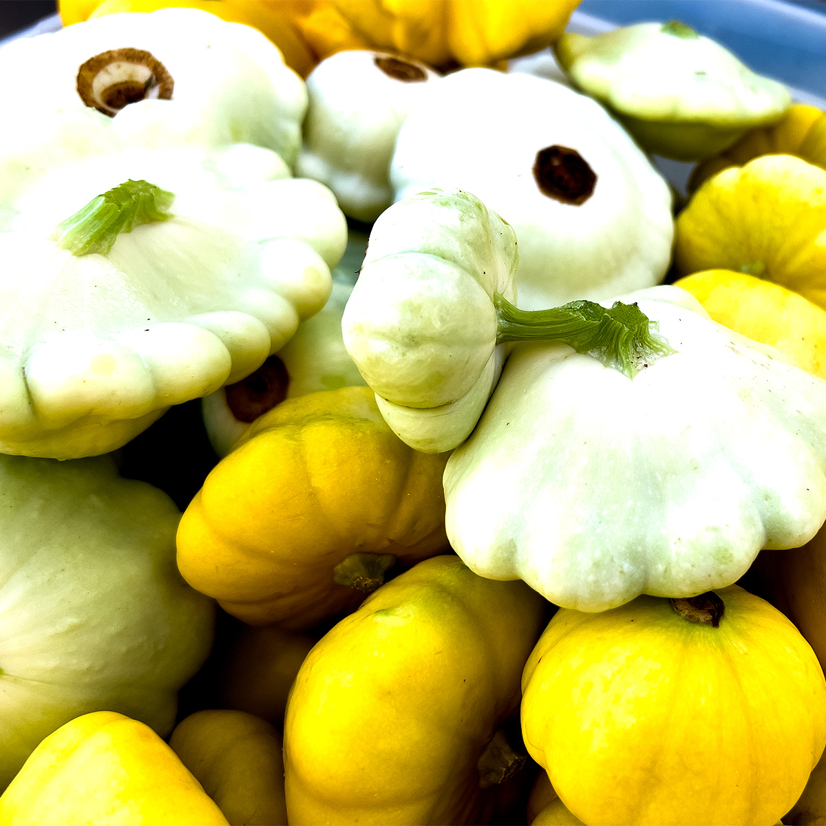 coldwater-creek-patty-pan