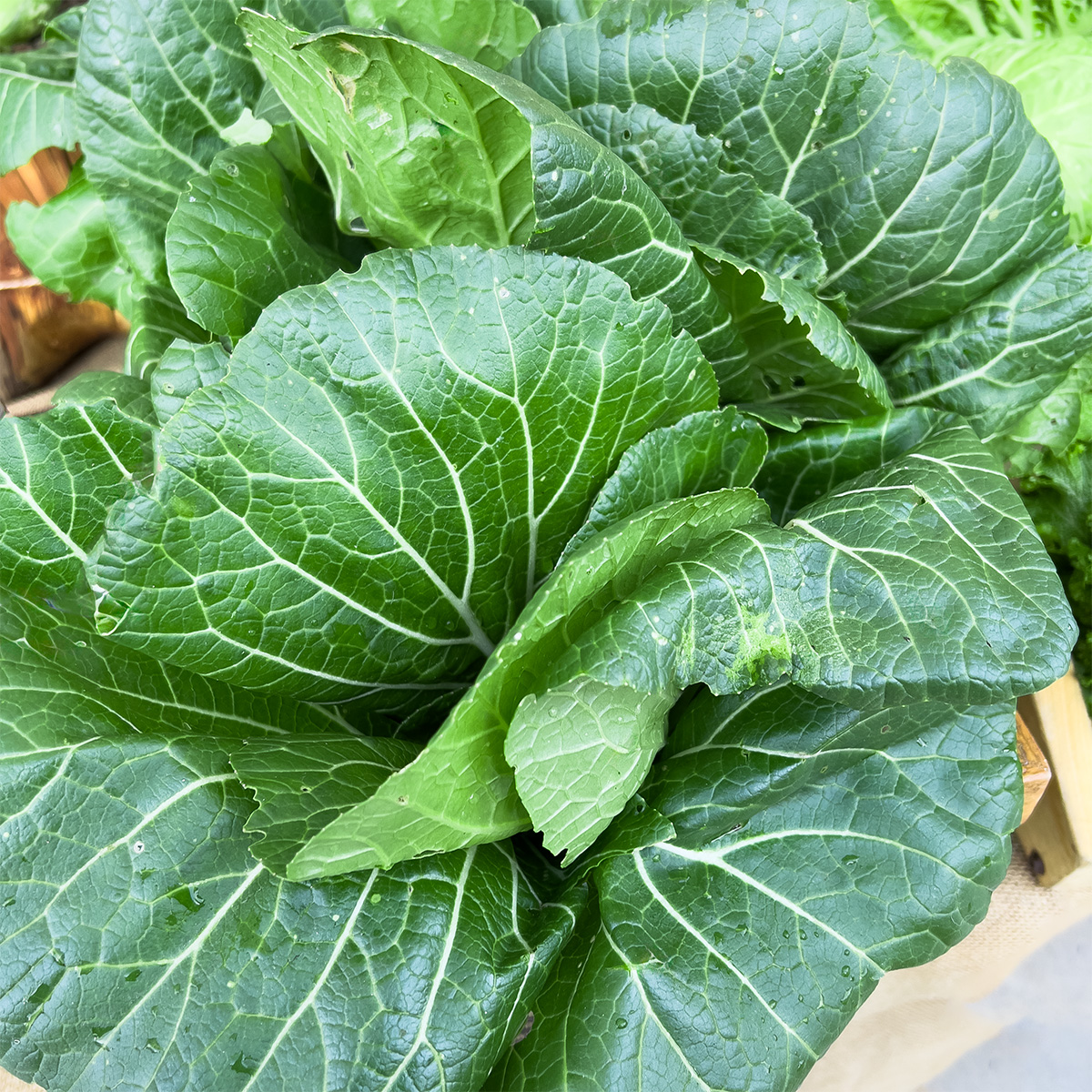 cox-collards