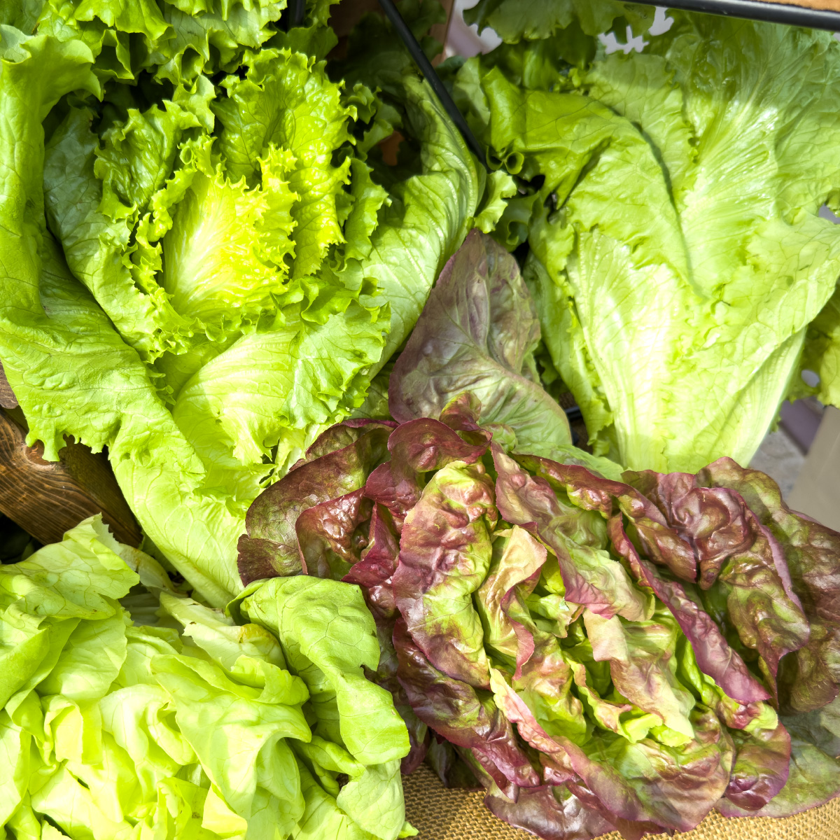 cox-lettuce